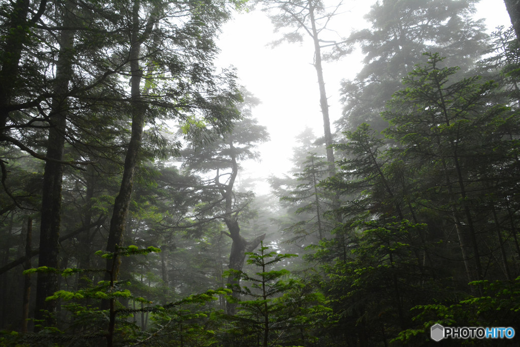 高見石〜白駒池にて４