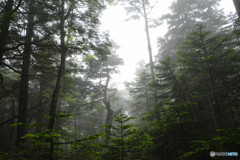 高見石〜白駒池にて４