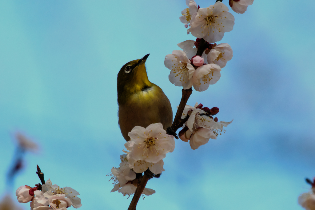 うめじろ〜１０