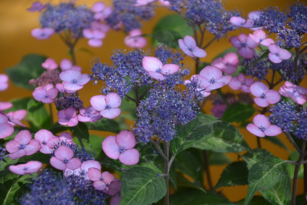 綺麗でイカしたあじさい