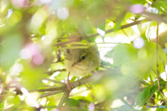 ウグイ〜す、幼鳥。４