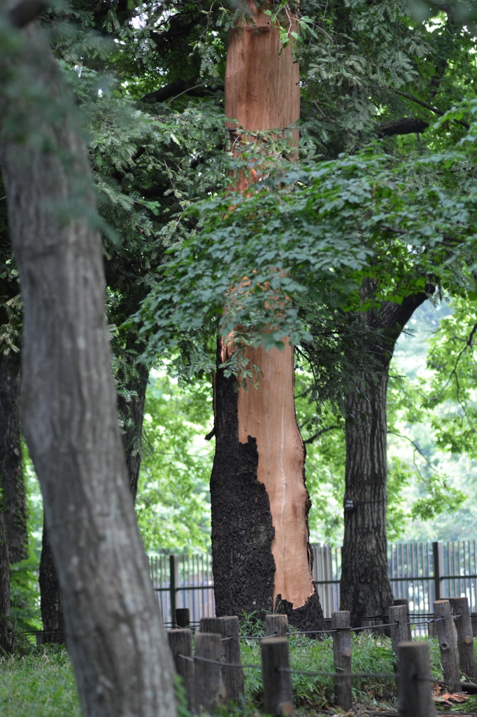 昨晩の落雷で、、、芦花公園１
