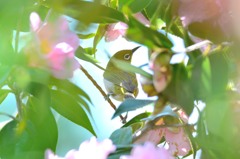 隙間からメジロ