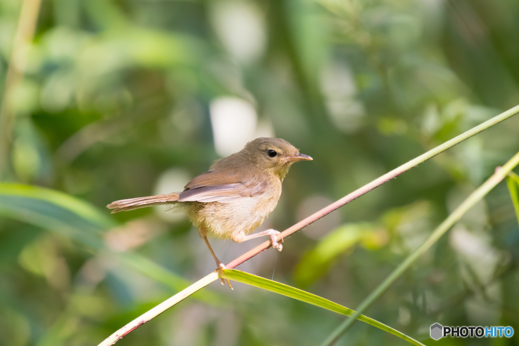 ウグイ〜す、幼鳥。３