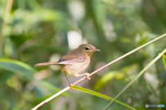 ウグイ〜す、幼鳥。３
