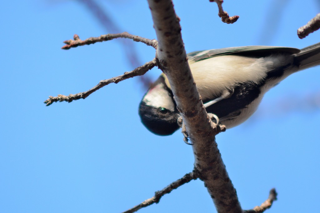君の瞳はキラリ！