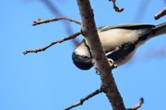 君の瞳はキラリ！