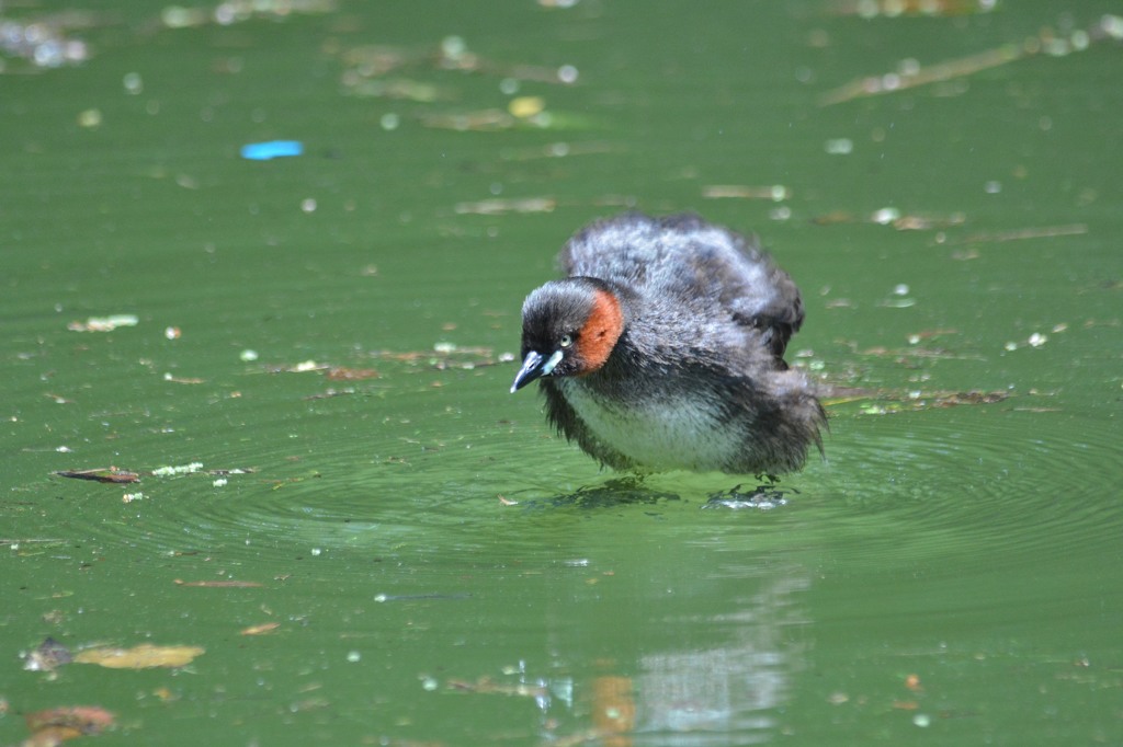 必殺、水面た立ち！！＜カイツブリ＞