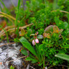 しっとり高山植物７