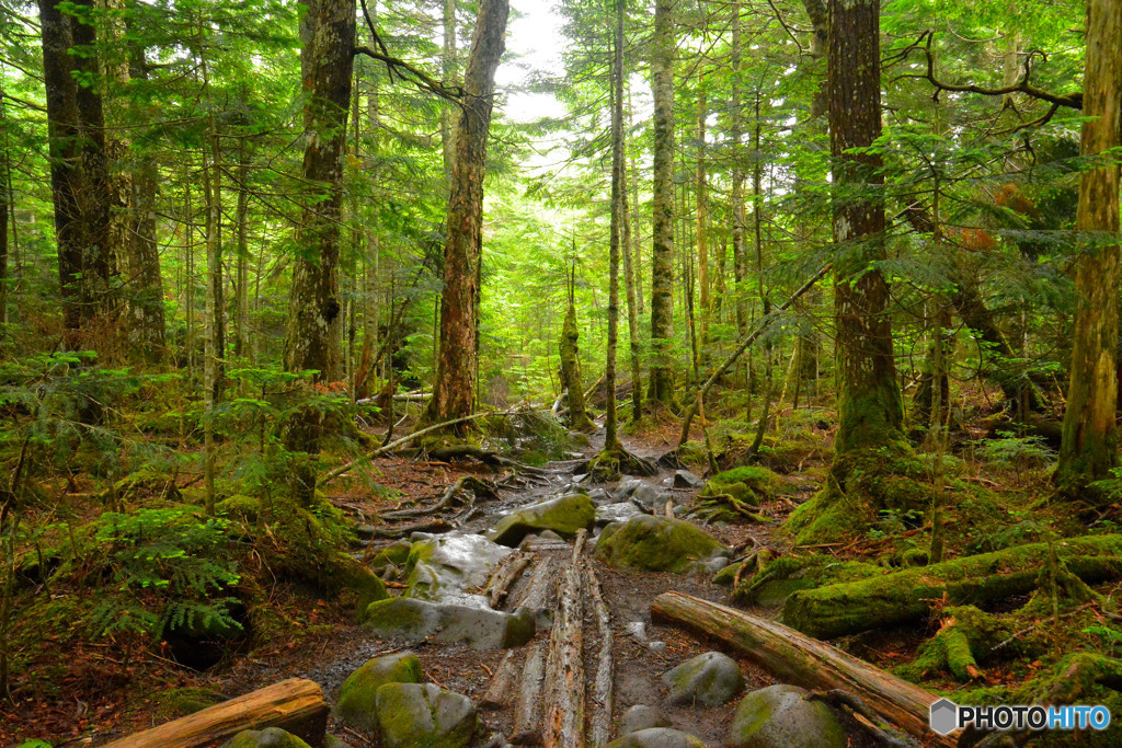 魔界のゲート、、、っぽい！（高見石〜白駒池にて）