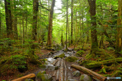 魔界のゲート、、、っぽい！（高見石〜白駒池にて）