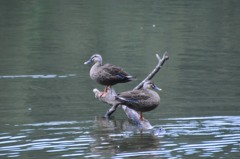 井頭公園にて