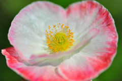 那須フラワーガーデンにて