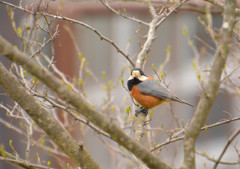 ヤマガラ２＜嘉多山公園＞