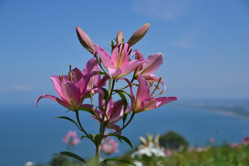 小樽　オーンズ春香山ゆり園６