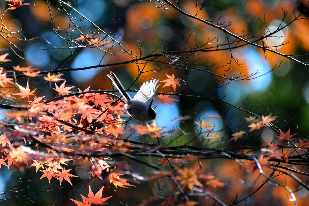 ハイ、ポーズ！