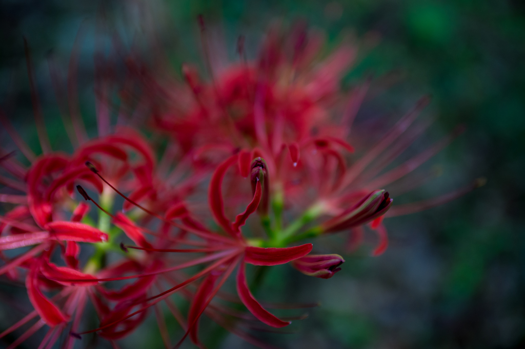 曼珠沙華２