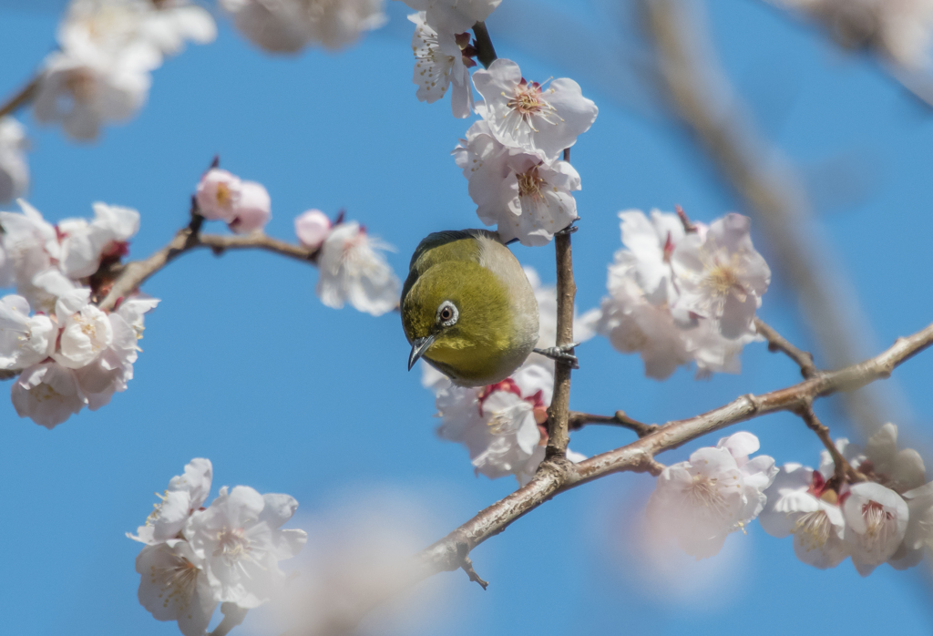 うめじろ〜６