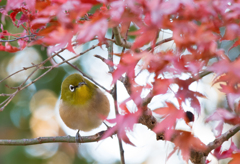 紅葉狩り