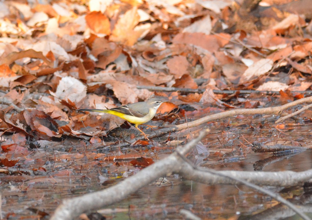 キセキレイ様（栃木　みかも山公園にて）３