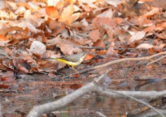 キセキレイ様（栃木　みかも山公園にて）３