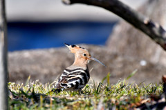 珍鳥　ヤツガシラ＜群馬県　つつじヶ岡公園にて＞２