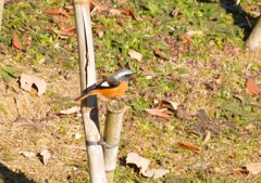 ジョウビタキ♂２＜涸沼自然公園にて＞