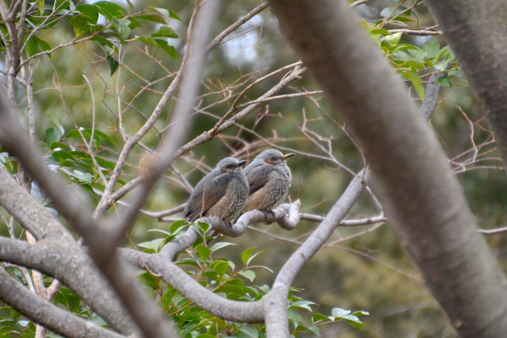 仲良しヒヨドリ