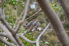 仲良しヒヨドリ