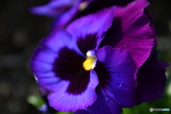 コンビね〜ション！