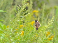 札幌　茨戸川緑地にて　８