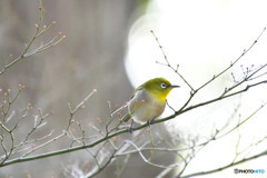 ＊TC-14EII　メジロ＜芦花公園＞