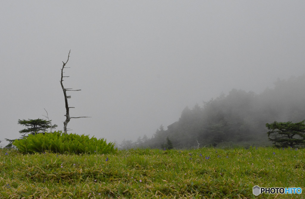 長野県　池の平湿原　３