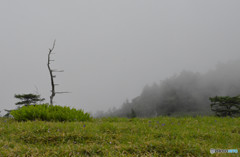 長野県　池の平湿原　３