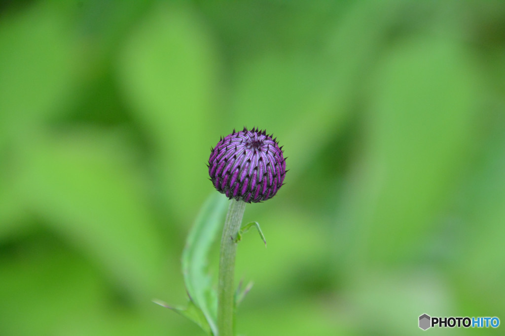 こんな宝石あるかな？