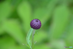 こんな宝石あるかな？