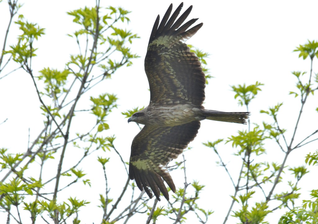 身近な猛禽　トンビ