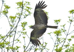 身近な猛禽　トンビ