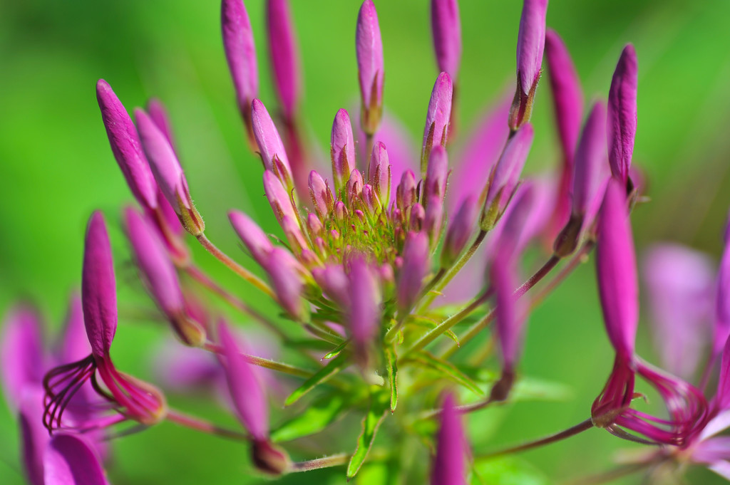 那須フラワーガーデンにて