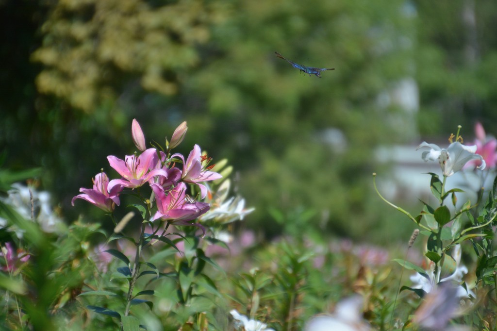 小樽　オーンズ春香山ゆり園５