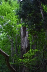 札幌　円山公園　散策３