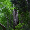札幌　円山公園　散策３