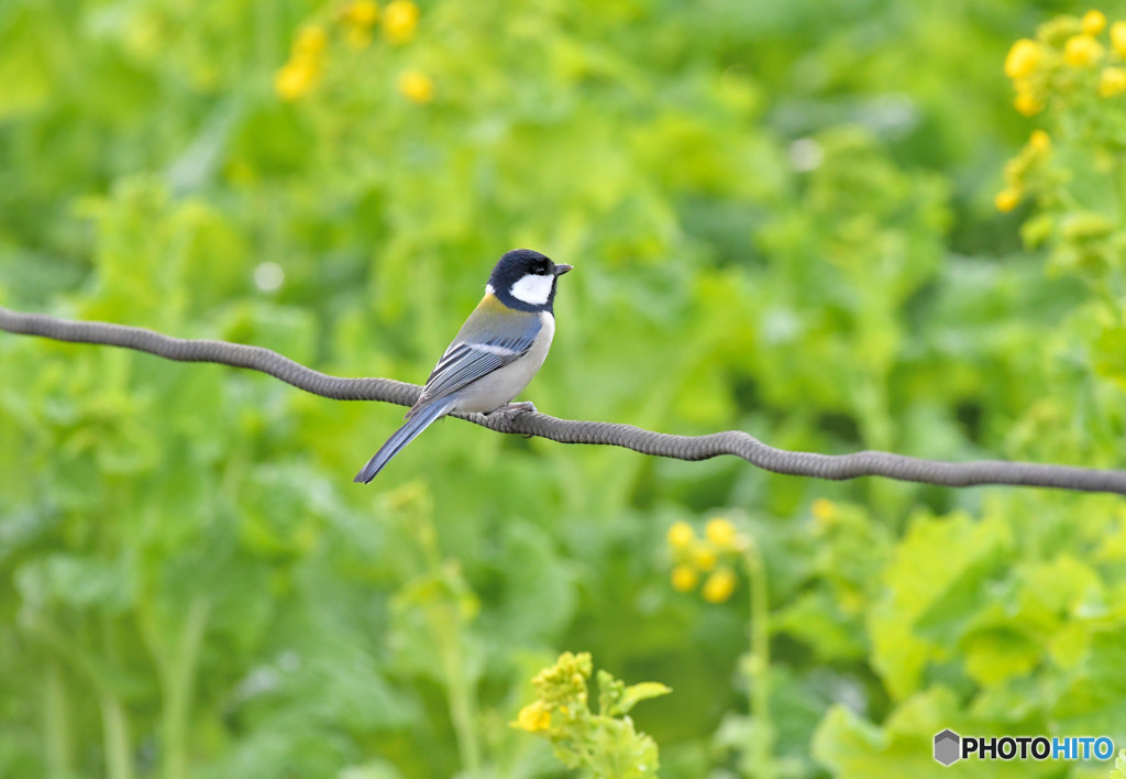 シジュウカラくん３