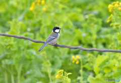 シジュウカラくん３