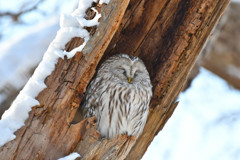 もふもふ＜札幌　円山公園にて＞１