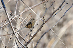 ベニマシコ♀　３