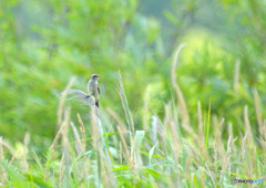 DSC_3327re
