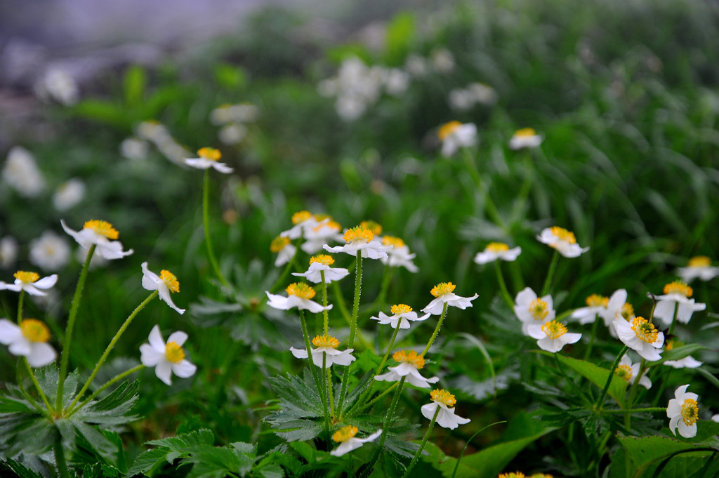しっとり高山植物５
