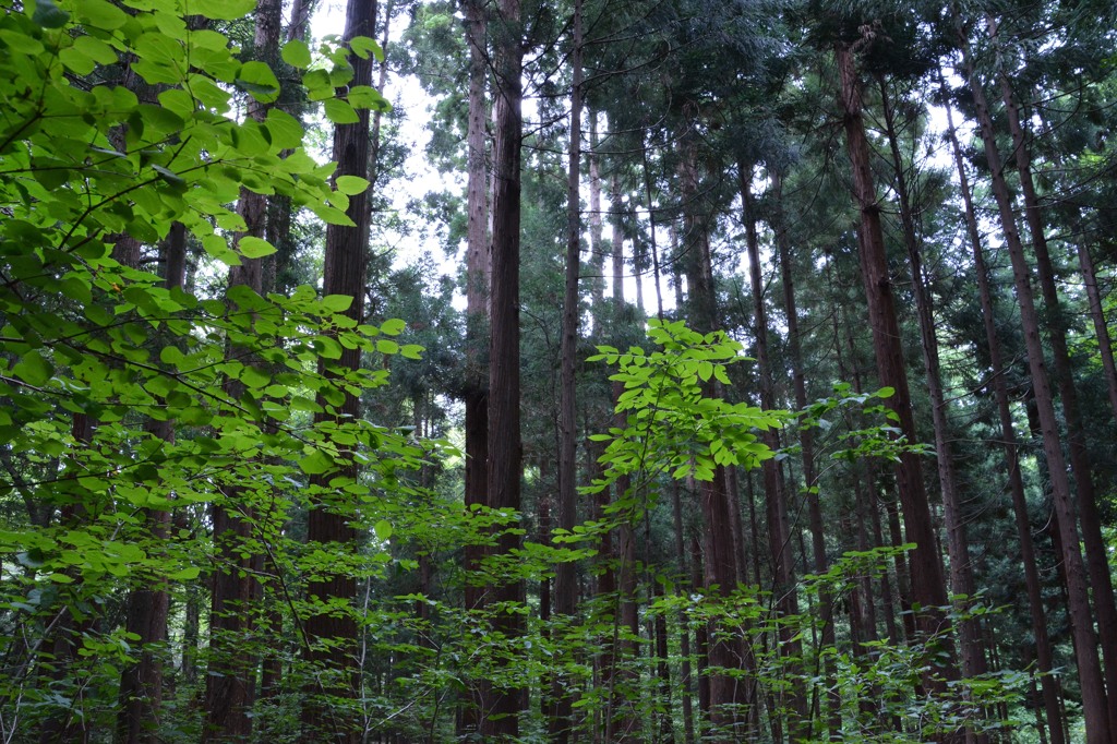 札幌　円山公園　散策１