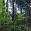 札幌　円山公園　散策１
